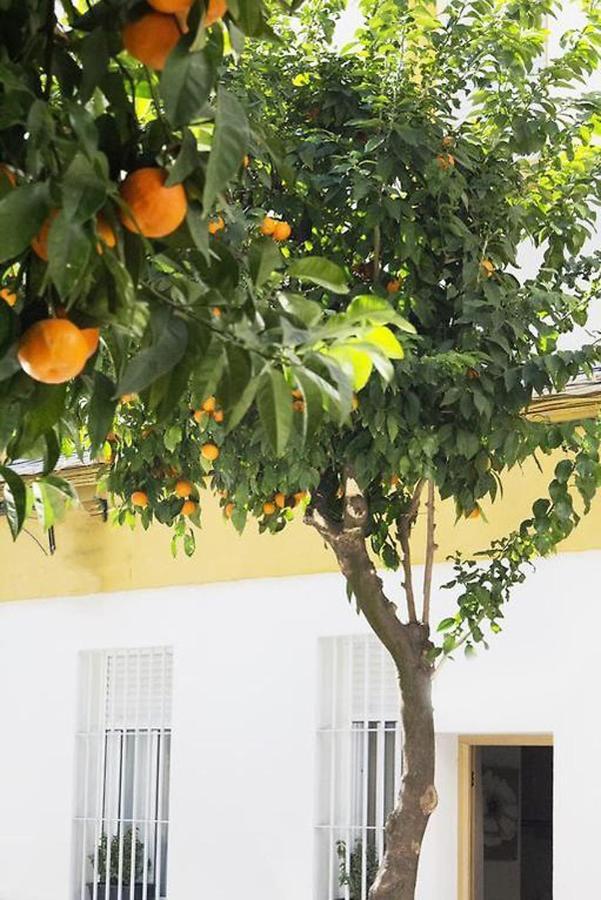 Apartamento Costasol Cordoba Dış mekan fotoğraf